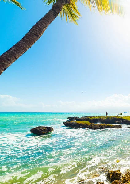 Palmový strom v bas du Fort, pobřeží na Guadeloupe — Stock fotografie