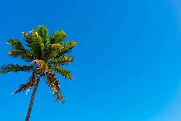 Palm tree under a blue sky in Key West — Stock Photo, Image
