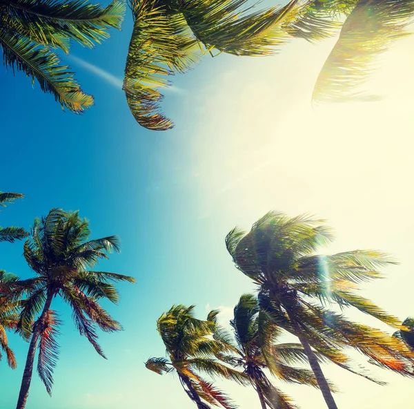 Palmeras bajo un sol brillante en Key West — Foto de Stock