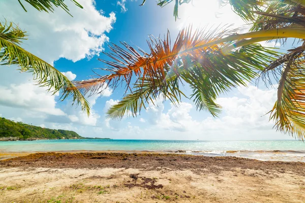 Pláž Pointe de La solný na Guadeloupe — Stock fotografie