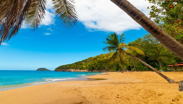 Guadeloupe La Perle plaj üzerinde eğilerek Hindistan cevizi palmiye ağaçları — Stok fotoğraf