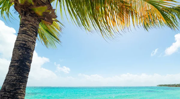 Palm Tree i Sainte Anne havet i Guadeloupe — Stockfoto