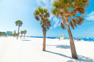 Güzel Clearwater Beach beyaz kum ve palmiye ağaçları