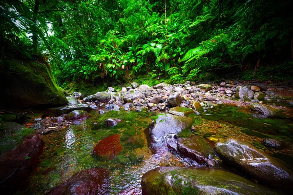 Skały i mały strumień w dżungli Basse Terre w Gwadelupa — Zdjęcie stockowe
