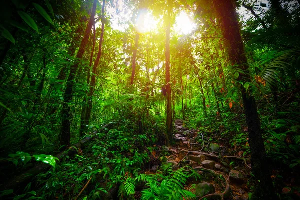 Ścieżka brudu w dżungli Basse Terre o zachodzie słońca — Zdjęcie stockowe