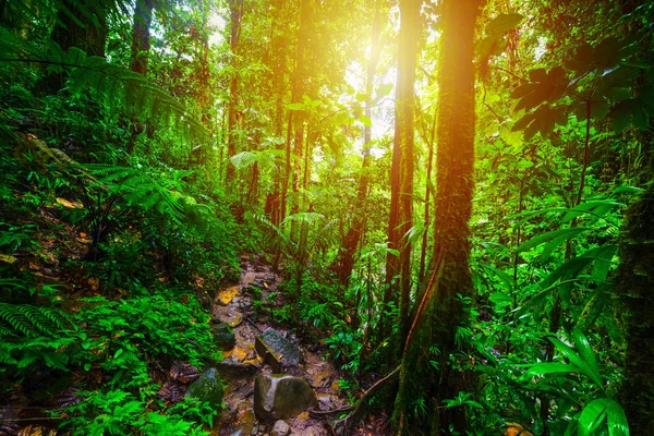 Magas fák és piszok ösvény a Basse Terre dzsungelben naplementekor — Stock Fotó