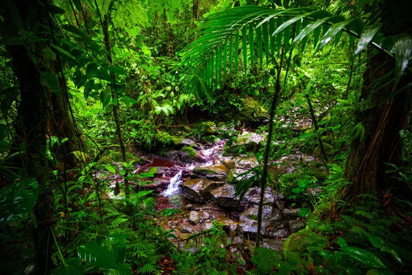 Guadeloupe Basse Terre ormanda küçük dere ve kayalar — Stok fotoğraf