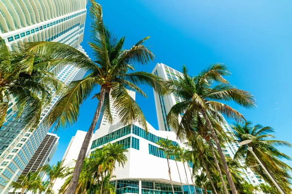 Palm trees and skyscrapers in downtown Miami — Stock Photo, Image