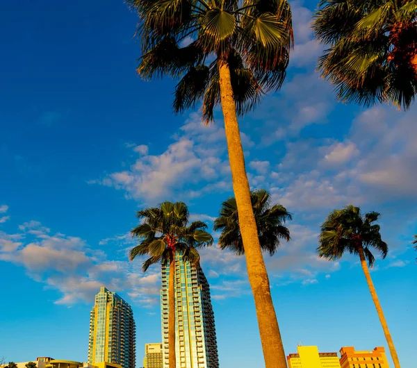 Palm trees and skyscrapers in downtown Tampa — Stock Photo, Image