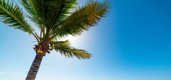 Palme in Rosinen clairs Strand in Guadeloupe — Stockfoto