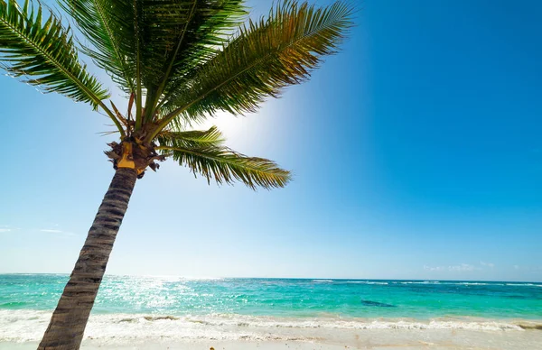 Palme und blaues Meer in Rosinen clairs Strand in Guadeloupe — Stockfoto