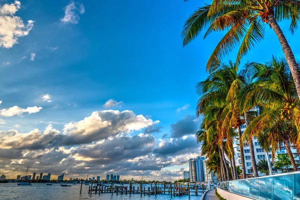 Пальмы на Майами-Бич на закате — стоковое фото