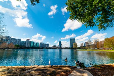 Orlando'daki Eola Gölü parkında ördekler ve kuğular