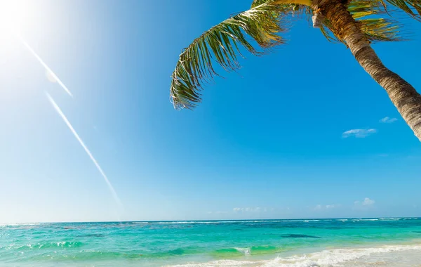 Palm boom in Raisins Clairs strand in Guadeloupe — Stockfoto