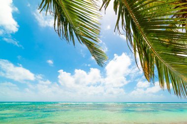 Guadeloupe Bois Jolan plajda palmiye ağacı ve turkuaz su