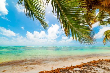 Guadeloupe Bois Jolan plajda Palmiye ağacı