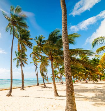 Guadeloupe Bois Jolan plajda palmiye ağaçları ve beyaz kum
