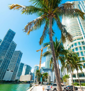 Miami Riverwalk palmiye ağaçları ve gökdelenler