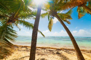 Palm trees in Bois Jolan beach in Guadeloupe clipart