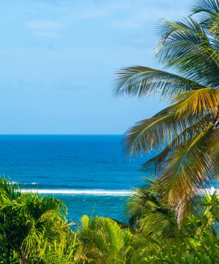 Guadeloupe deniz tarafından bereketli bitki örtüsü