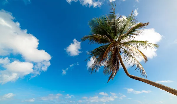 Palmový strom pod zamračený oblohou na Guadeloupe — Stock fotografie