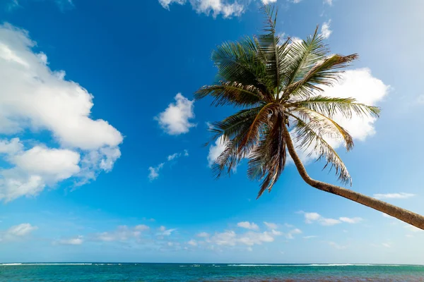 Palm tree in Autre Bord beach in Guadeloupe — Stock Photo, Image