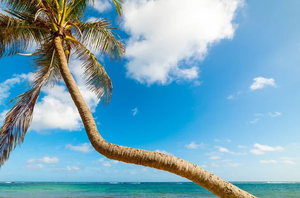 Palmy kokosowe w Autre Bord plaży w Gwadelupa — Zdjęcie stockowe