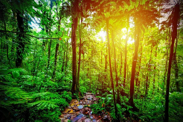 Camino en Basse Terre selva en Guadalupe —  Fotos de Stock