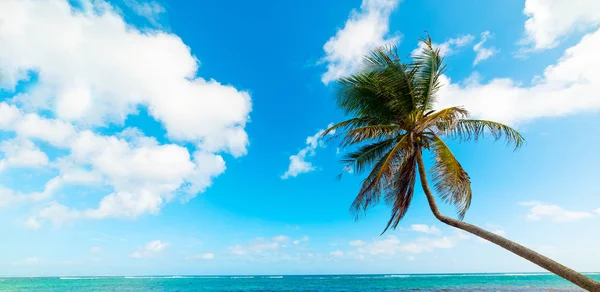 Palmový strom na pláži Autre Bord na Guadeloupe — Stock fotografie