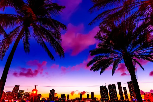 Palm trees with downtown Miami on the background on a purple sun — Stock Photo, Image