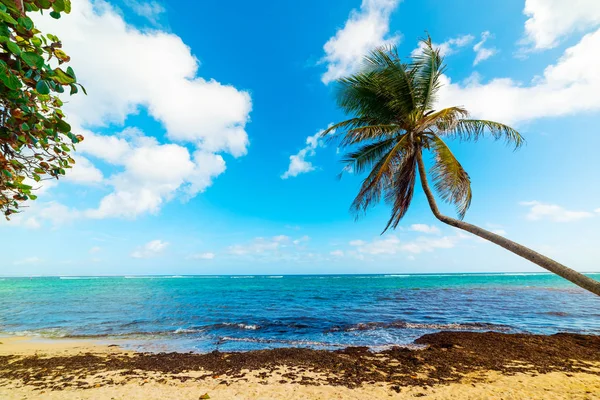 Strand van autre bord in Guadeloupe — Stockfoto