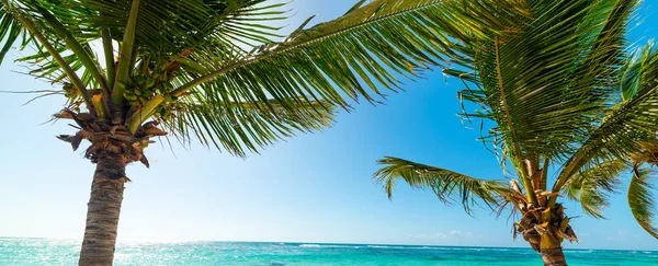 Palm trees and blue water in Raisins Clairs beach in Guadeloupe — Stock Photo, Image