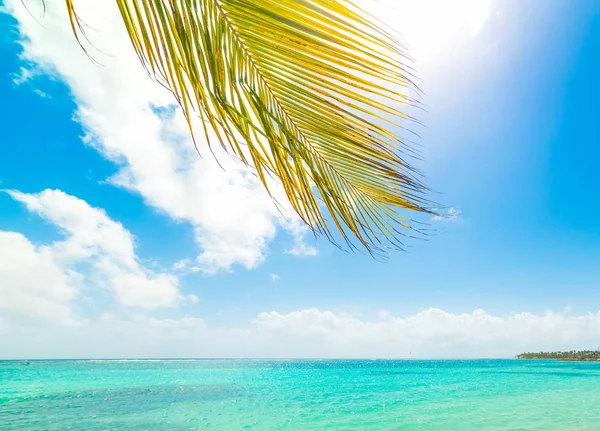 Palm boom en turquoise zee in Guadeloupe — Stockfoto