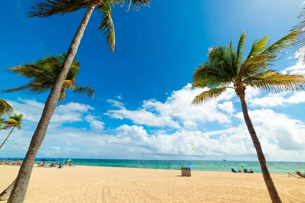 Palm trees in Fort Lauderdale shore — Stock Photo, Image