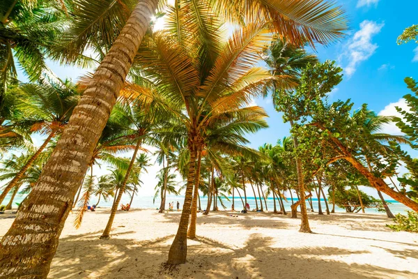Palm bomen en zanderige kust in Bois Jolan strand in Guadeloupe — Stockfoto