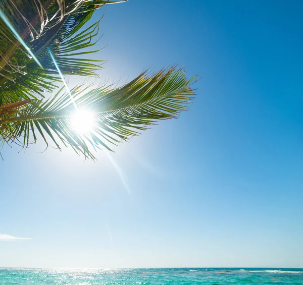 Кокосові пальми біля моря — стокове фото