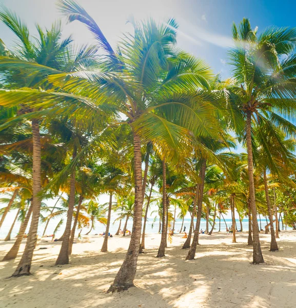 Palmy na plaży Bois Jolan na Gwadelupie — Zdjęcie stockowe