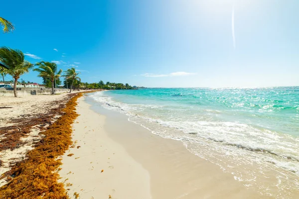 Sargazos en la orilla del mar en Guadalupe — Foto de Stock