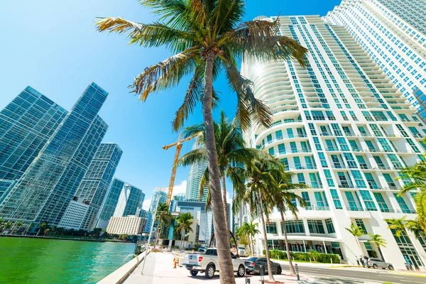 Kókusz pálmafák és felhőkarcolók Miami Riverwalk — Stock Fotó