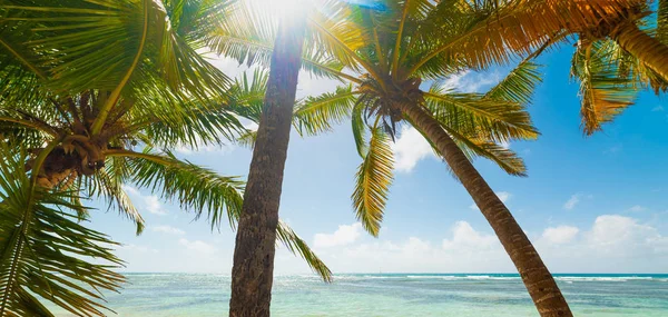 Palm bomen in Bois Jolan strand in het Caribisch gebied — Stockfoto