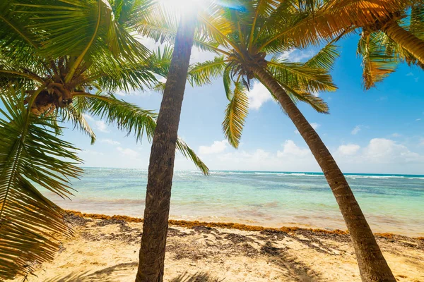 Palmen in bois jolan Strand in Guadeloupe — Stockfoto