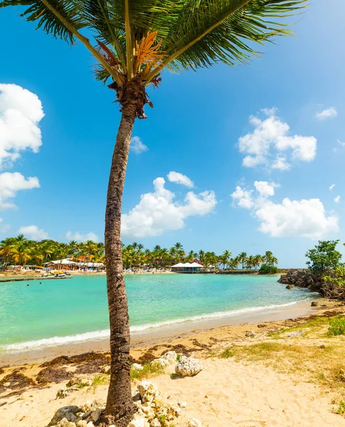 Palmový strom na pláži bas du Fort na Guadeloupe — Stock fotografie