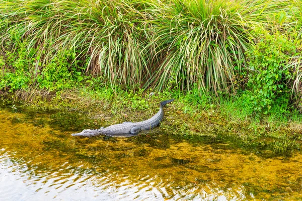 Alligatore andando in acqua nel Parco Nazionale delle Everglades — Foto Stock