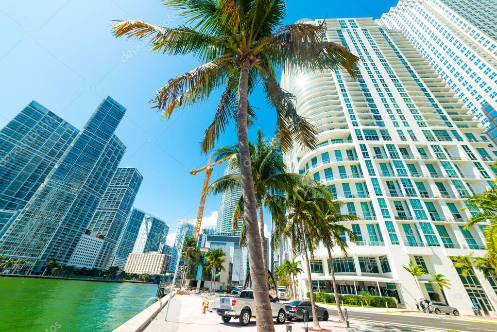 Coconut palm trees and skyscrapers in Miami Riverwalk