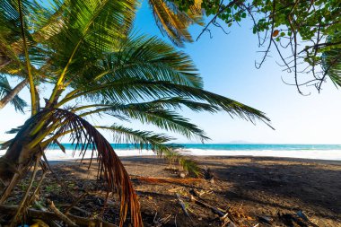 Guadeloupe'da koyu kum ve palmiye ağaçları