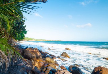 Guadeloupe Grande Anse kayalar ve palmiye ağaçları