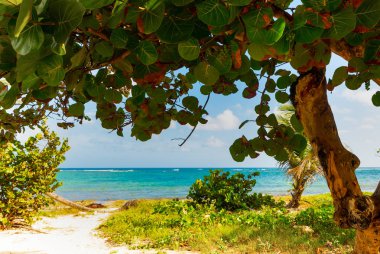 Guadeloupe Autre Bord kıyısında Yeşil bitkiler