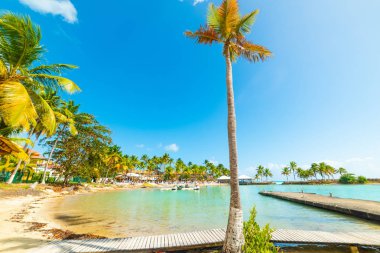 Guadeloupe Bas du Fort plajda Palmiye ağaçları