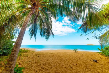 Palm trees in La Perle beach in Guadeloupe clipart