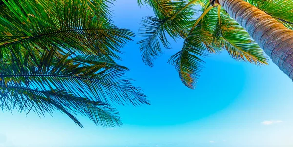 Palmové stromy pod modrým nebem na Guadeloupe — Stock fotografie